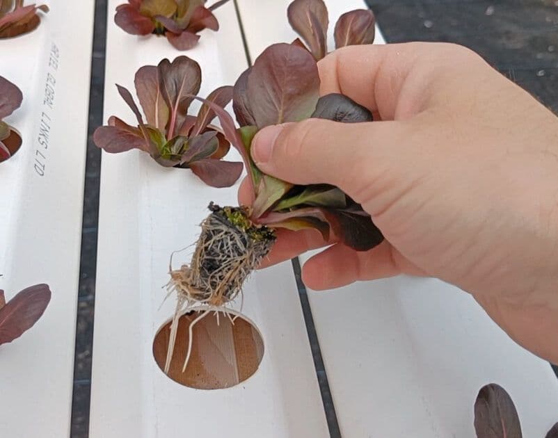 Healthy hydroponic lettuce roots absorbing a precisely balanced nutrient formula for peak performance.