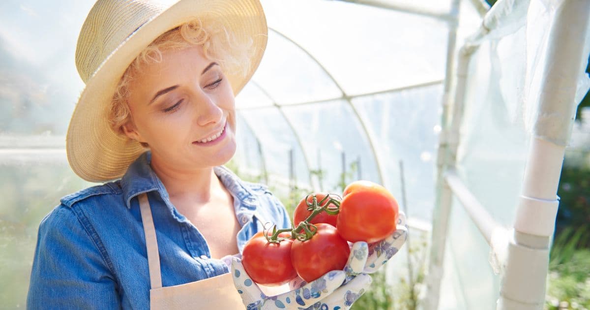 Harvest Delicious Homegrown Tomatoes with Indoor Tomato Growing