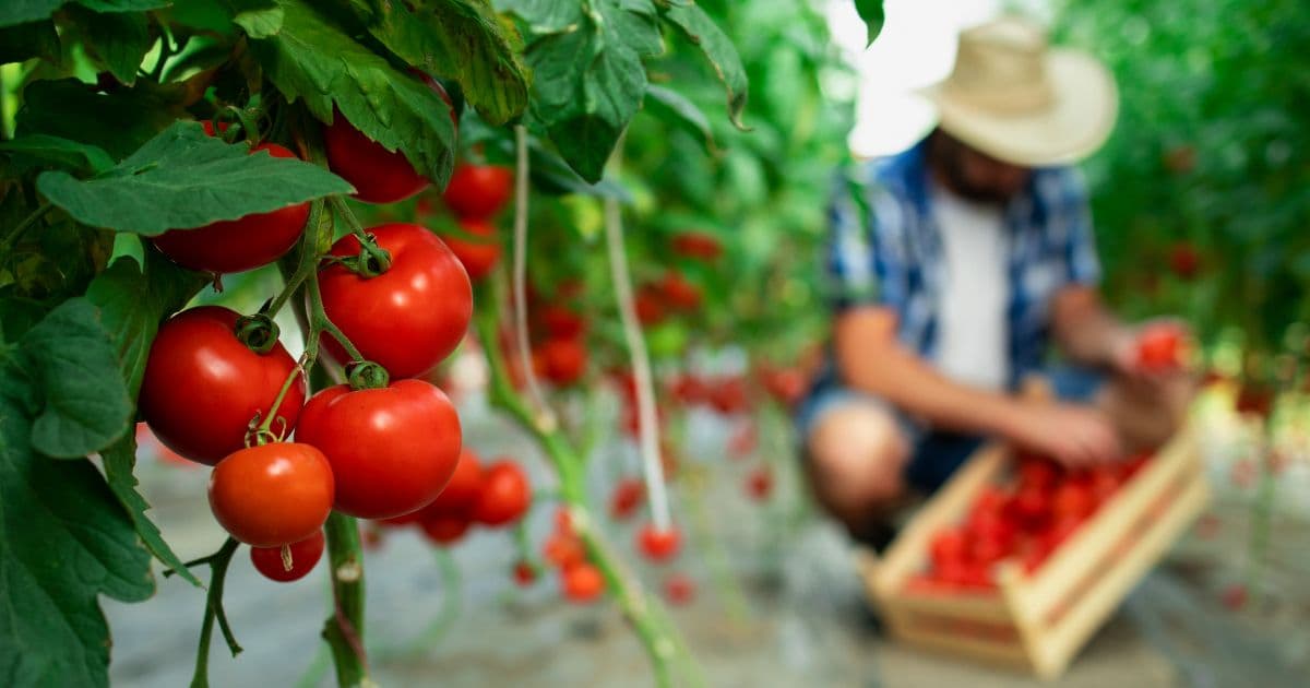One of the profitable plants growing hydroponically is tomatoes.