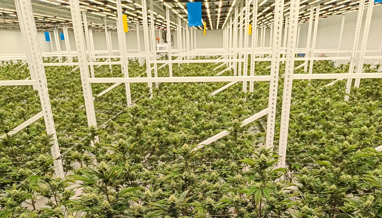 Cannabis farming simplified by integrating indoor climate control