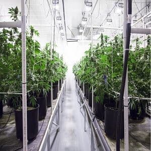 Building Your professional Indoor Grow Room