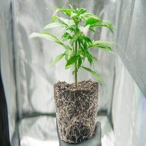 Healthy roots