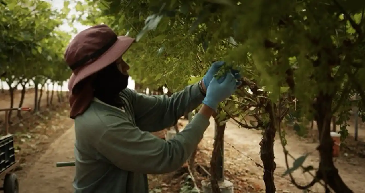 How to Cultivate Grapes in the Middle of the Desert