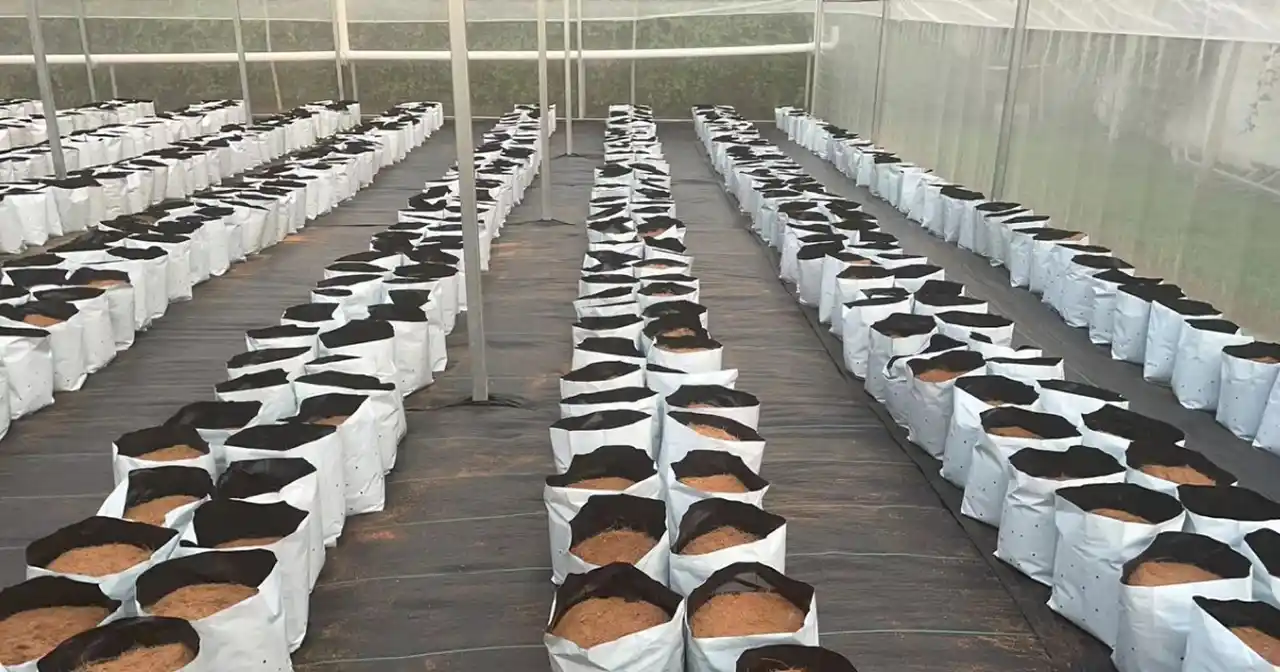 How to Grow Melons in Coco Coir Using Precision Watering