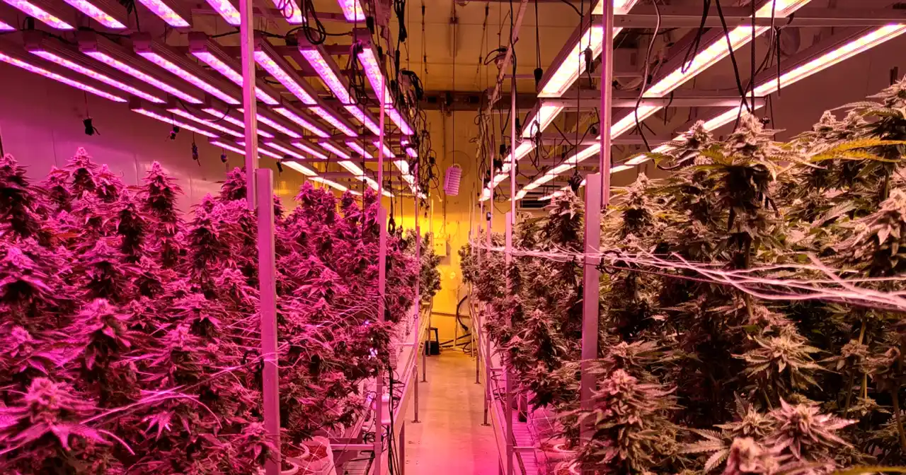 R&D Cannabis Farm Mastered Climate Control and Data Collection with Automation