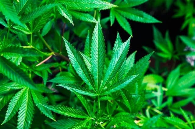 cannabis leaf