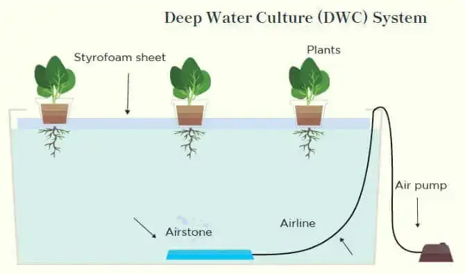 Deep Water Culture