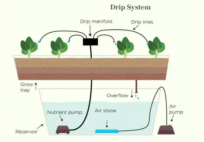 Drip Hydroponic System