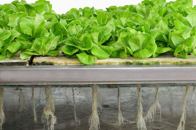 Blog- Best hydroponic systems for growing your vegetables – what to choose for a super harvest?