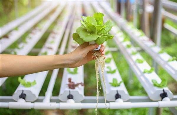 hydroponic farming at home