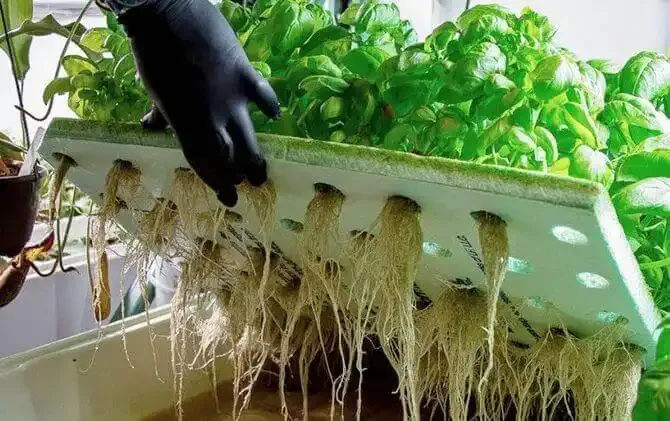 Hydroponic Farms