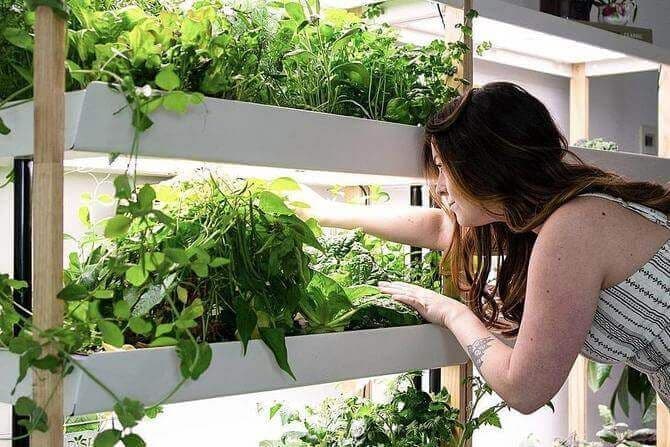 hydroponic-garden