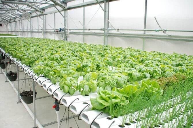 hydroponic-garden