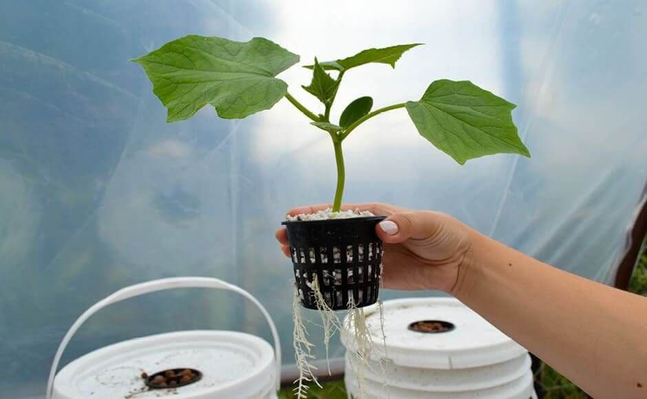 hydroponic-system