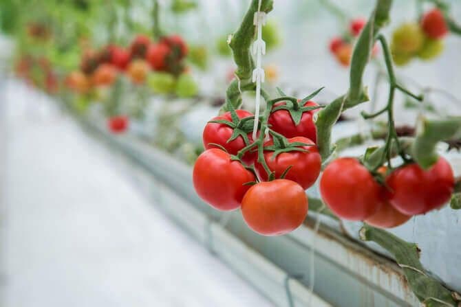 hydroponic-vegetables