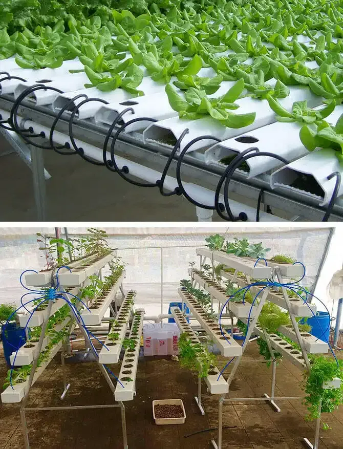 Hydroponics At Home