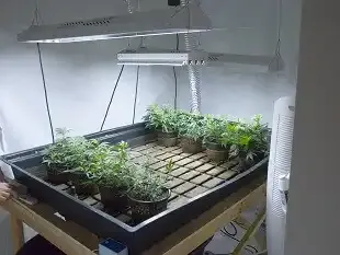 Indoor Growing