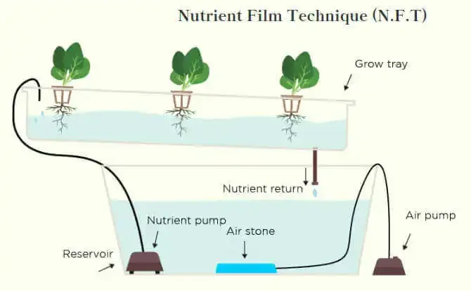 Nutrient Film Technique
