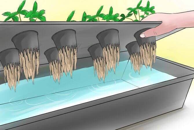 Blog- Your guide to passive hydroponic system – what you need to know?