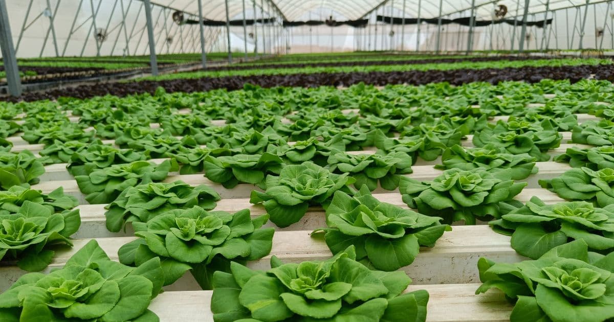 Soilless farming method one of the most effective for commercial farming