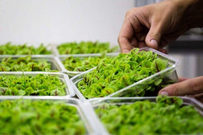 vegetables