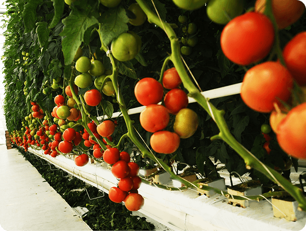 Crop_Types