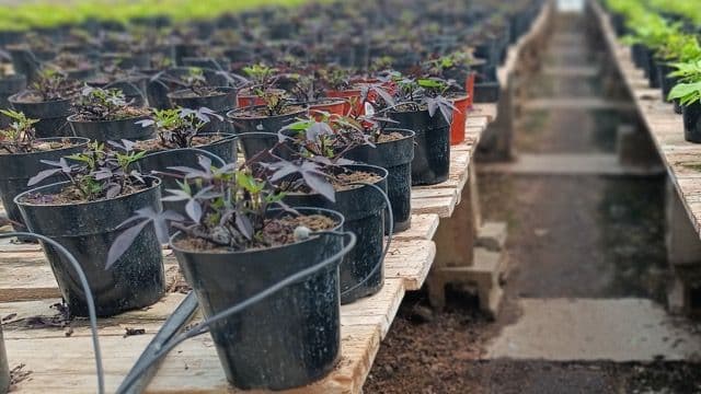 A lush nursery being watered using a precise irrigation system to enhance crop yield