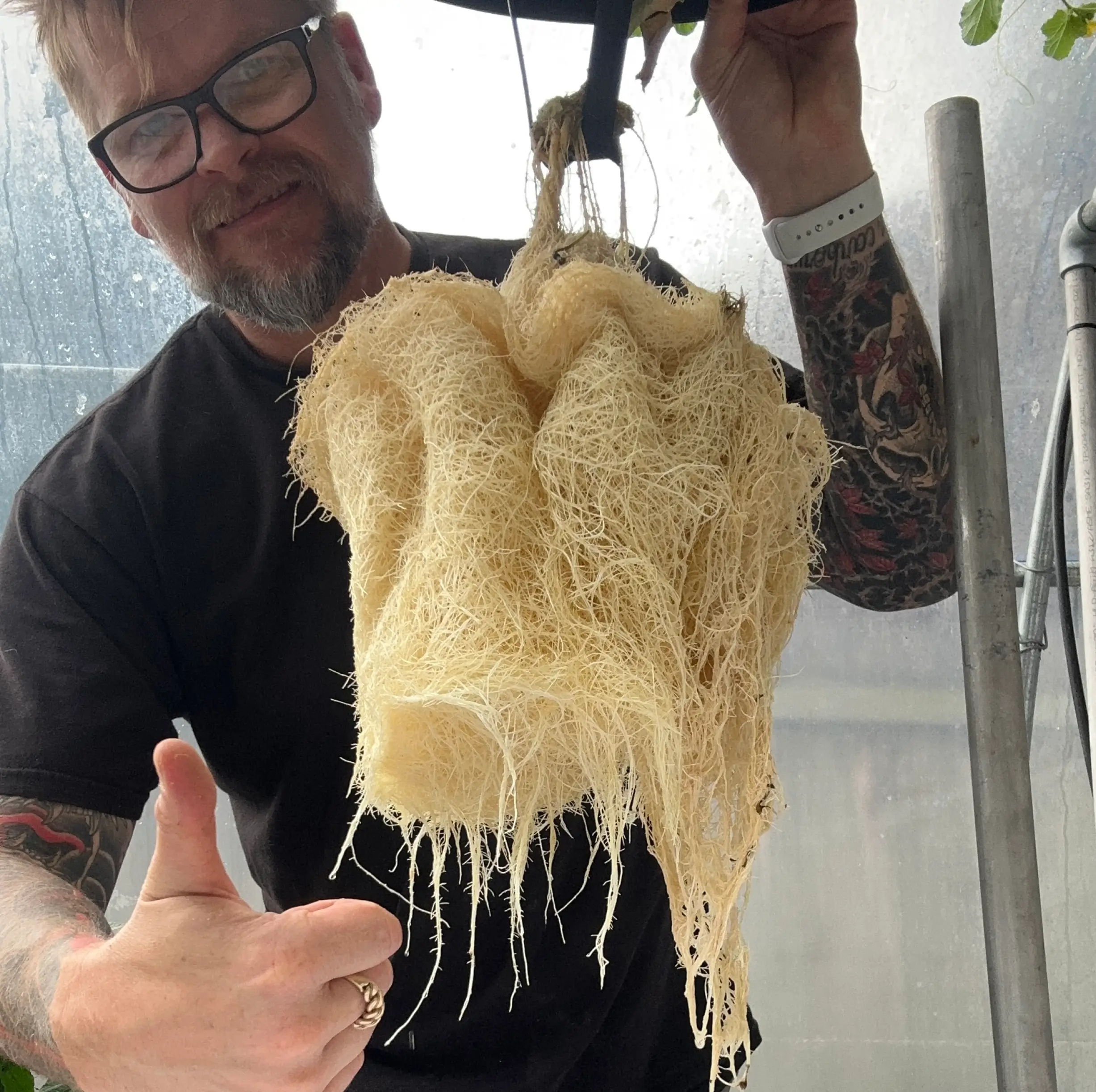 How to Optimize Your Aeroponic Farm with Precision Greenhouse Control