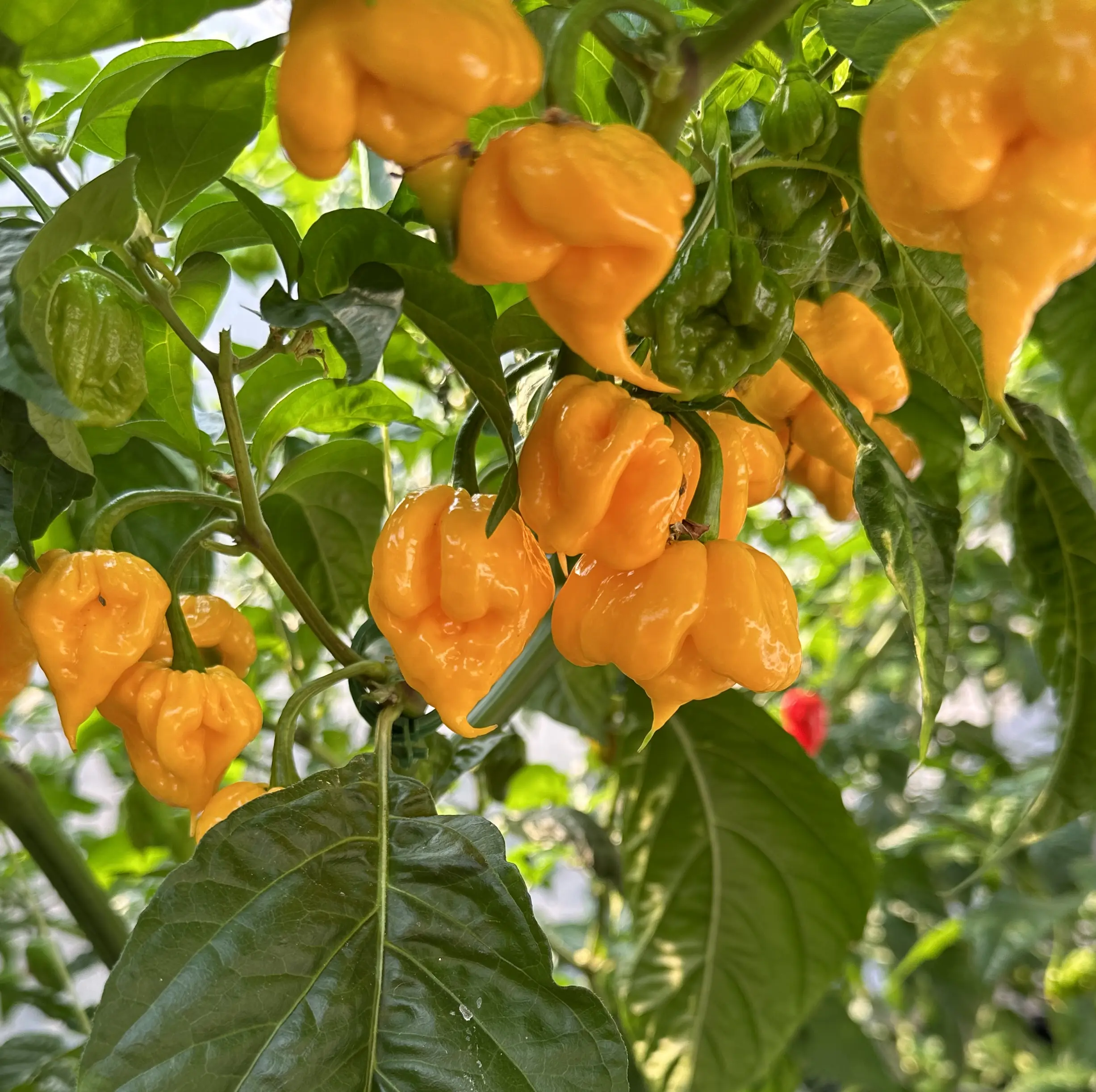 How to Optimize Your Aeroponic Farm with Precision Greenhouse Control