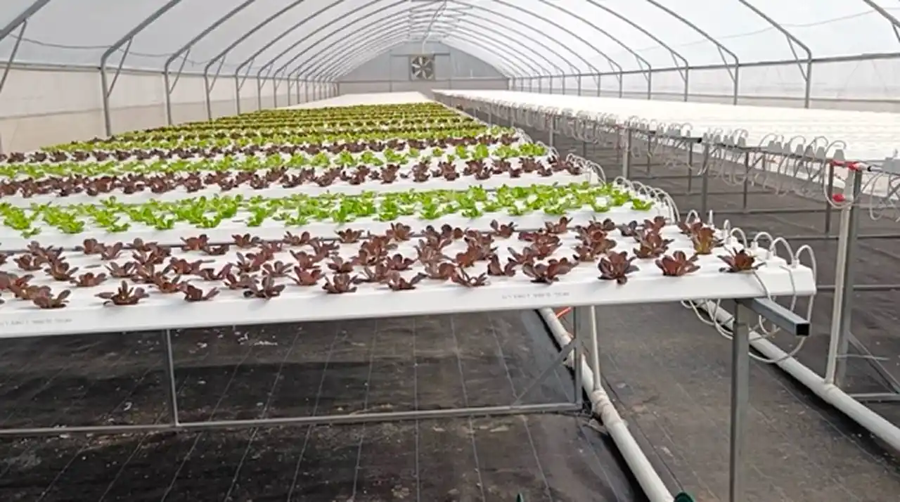 How to Run a 12,000 sqm Lettuce Cultivation in Polyhouse with One Employee
