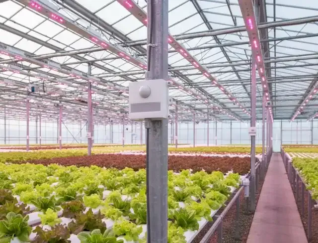 A Simple Lux Sensor On A Greenhouse Bench Highlighting It As An Incorrect Tool For Mak
