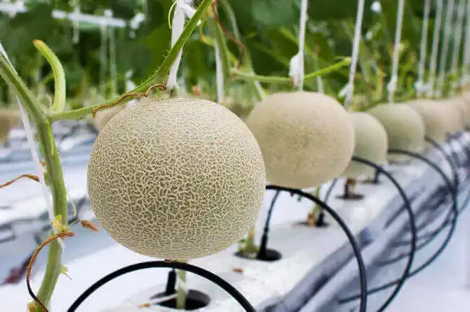 Antaloupe Hydroponic