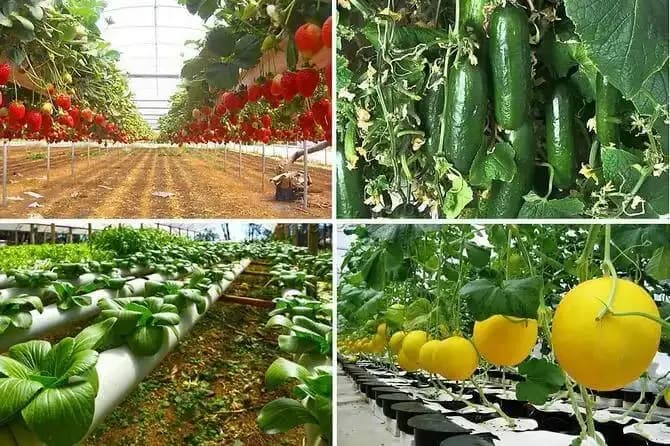 Best Vegetables Hydroponic