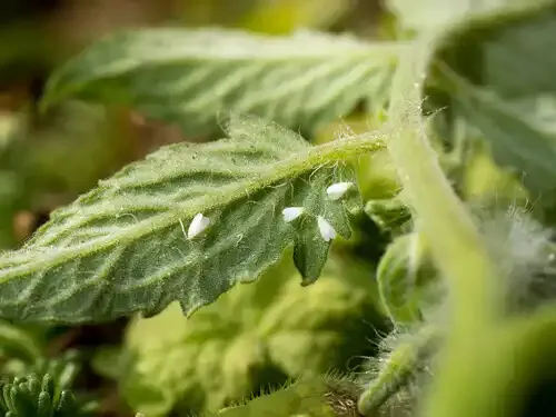 Cannabis Indoors Img1