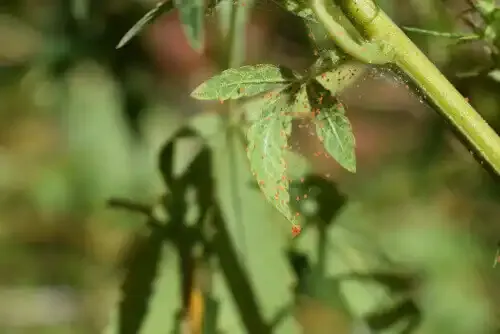 Cannabis Indoors Img2
