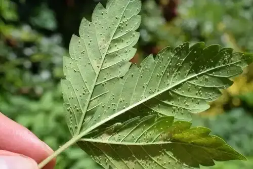 Cannabis Indoors Img3