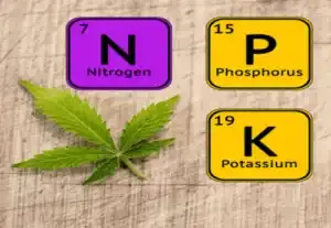Cannabis Requires 3 Essential Nutrients