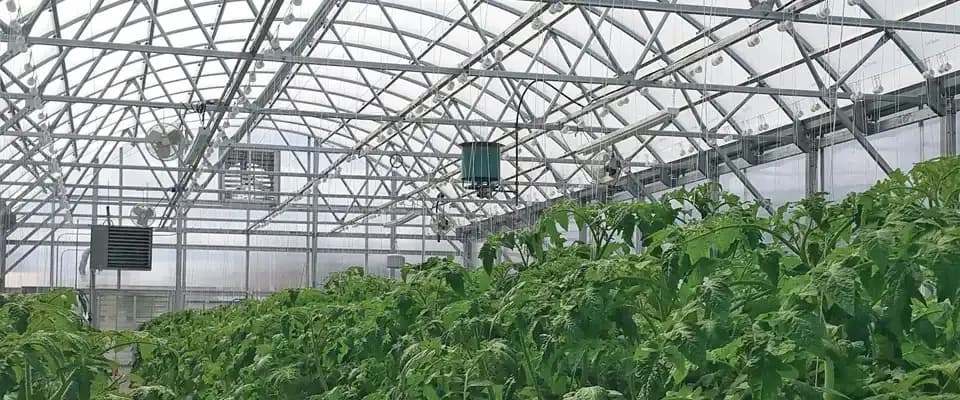 Co2 Generator For Plants