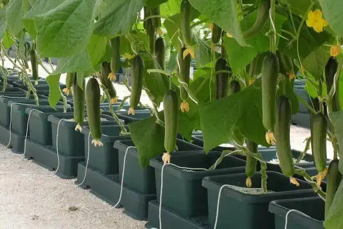 Cucumbers