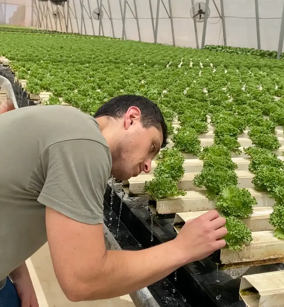 Experienced Greenhouse Grower S Hands Tending Plants Using Traditional Methods