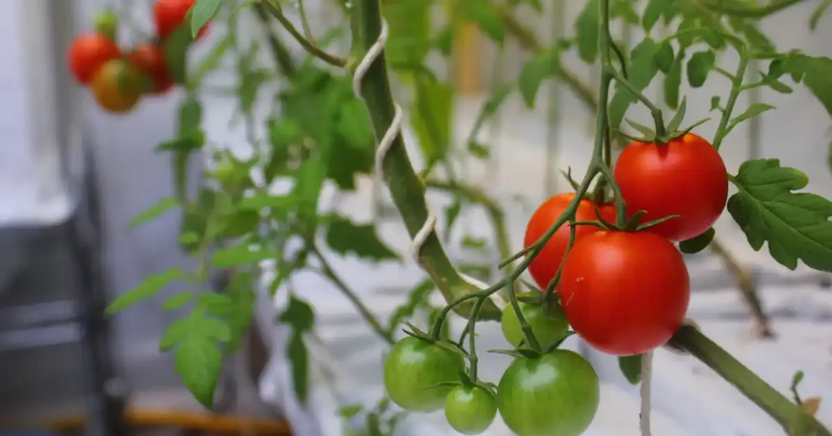 Forget Dirt Embrace The Future The Hydroponic Tomatoes Revolution Begins