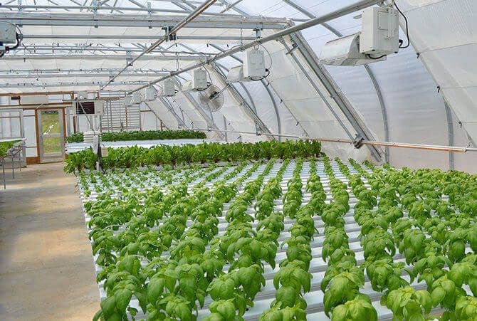 grow-room