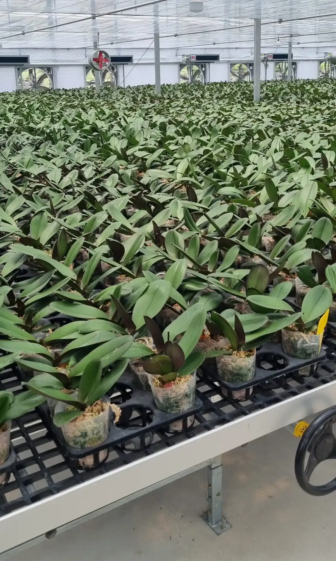 Growdirector Takes Root In Vietnam With Exciting New Img 9528 Scaled E1716896768668