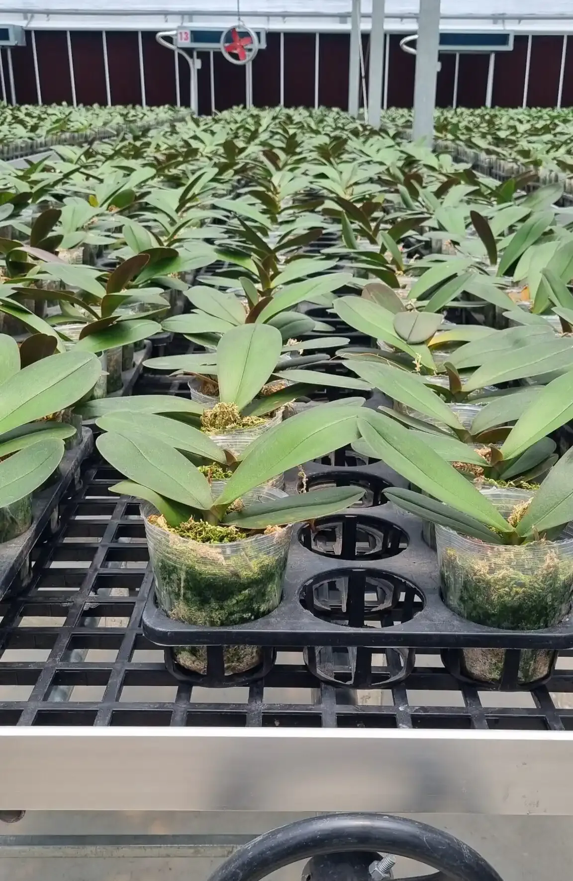 Growdirector Takes Root In Vietnam With Exciting New Img 9532 Scaled E1716896691836