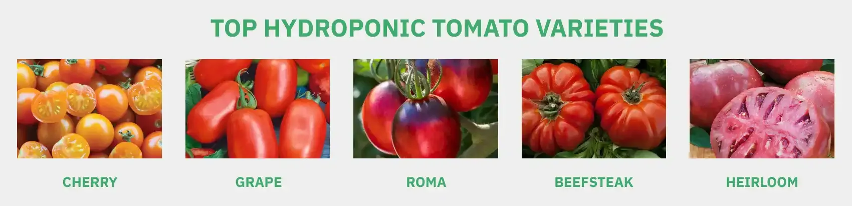 Here Are Some Of The Best Tomato Varieties For Hydroponic Systems