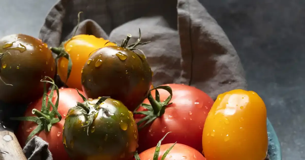 How Many Hydroponic Tomatoes Will One Plant Yield Depends On Environmental Conditions