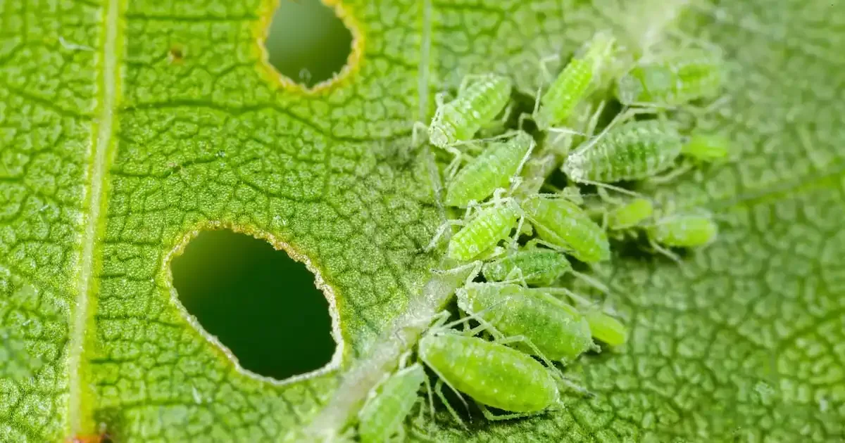 How To Grow Hydro Cucumbers Case Based Guide 2024 1967941838