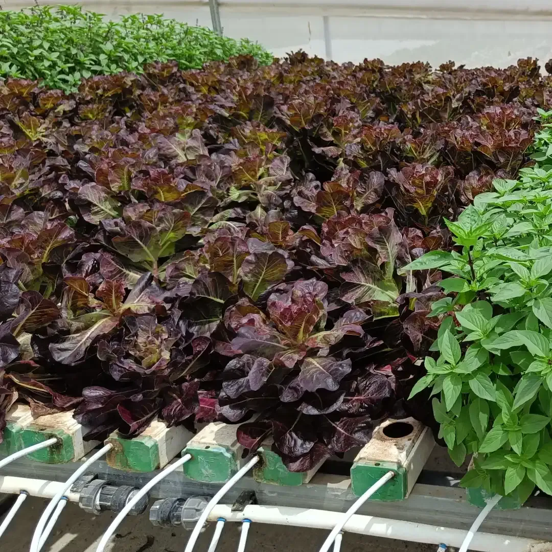 Hydroponic Nutrients Guide Deep Water Culture