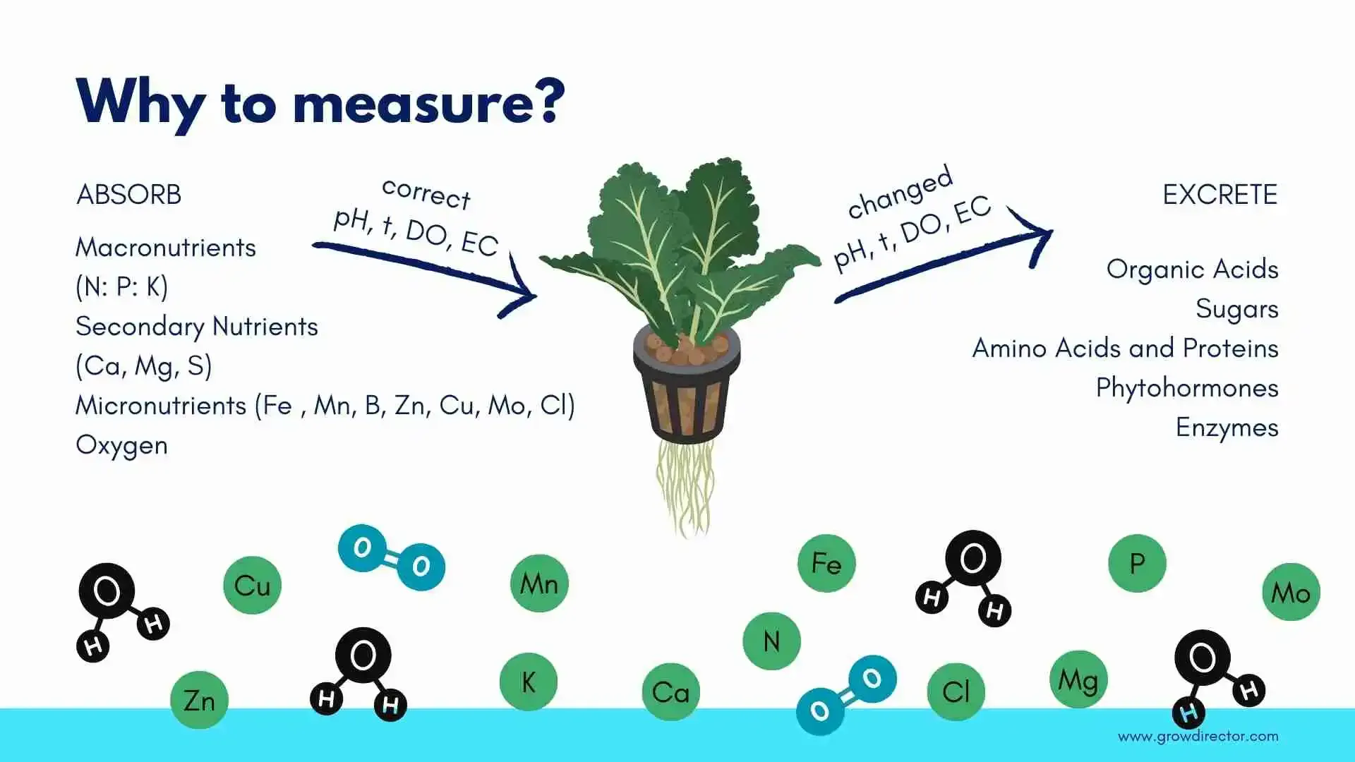 Hydroponic Nutrients Guide Hydroponic Water Management 2