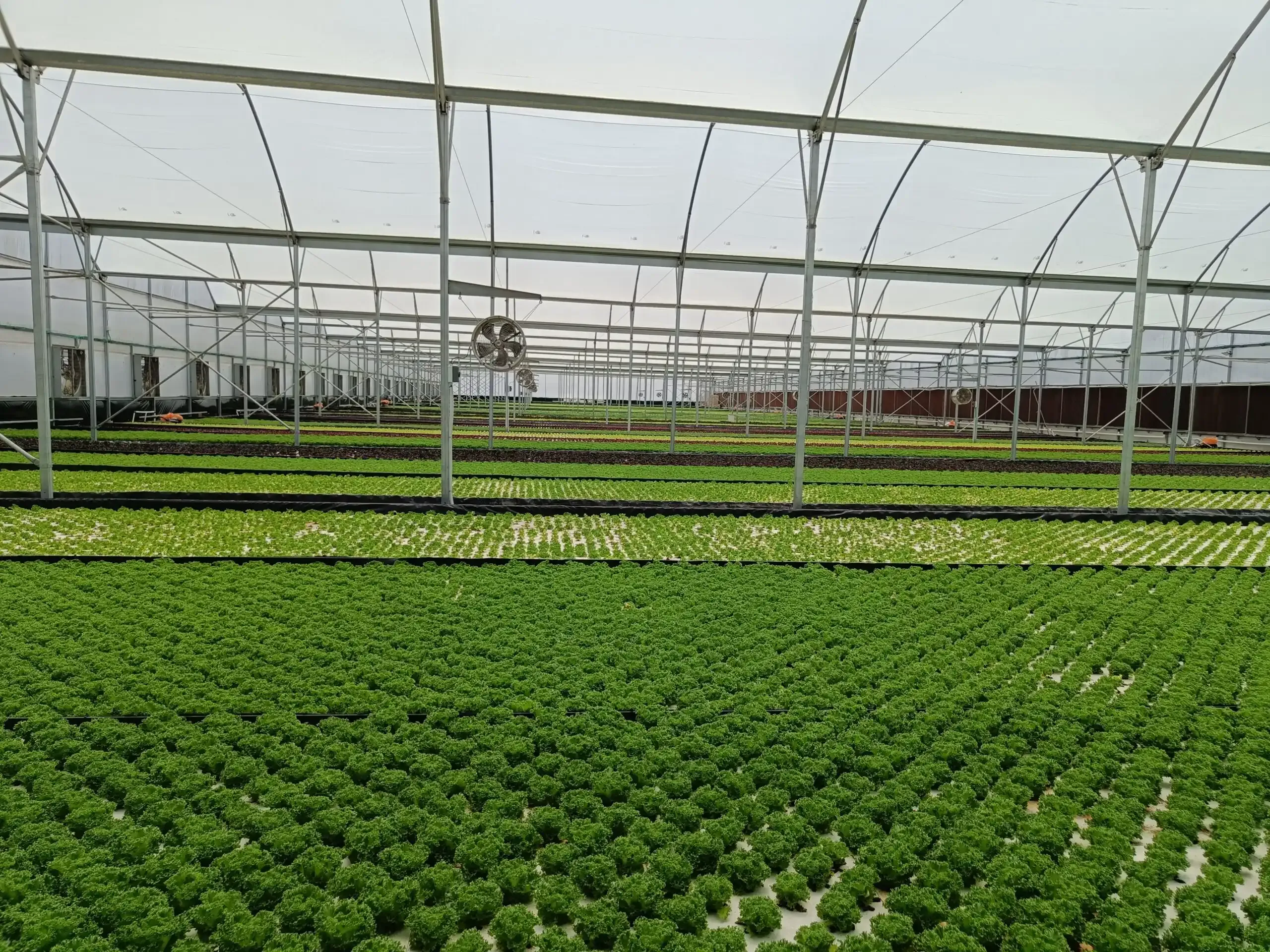Hydroponic Nutrients Guide Img20230709113559 Scaled